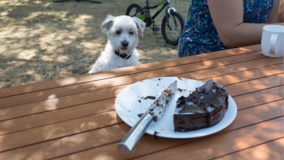 por-que-los-perros-no-pueden-comer-chocolate Perro mirando una torta de chocolate