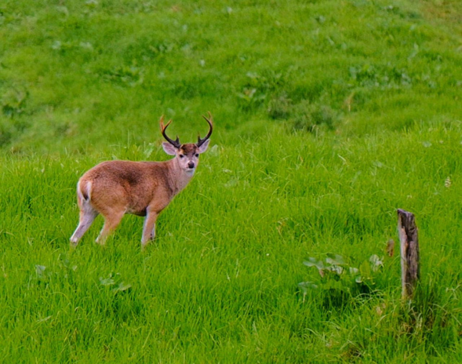 venado de cola blanca en Manizales El venado de cola blanca, avistado a mediados de junio por la vereda Benavista, de Manizales.
