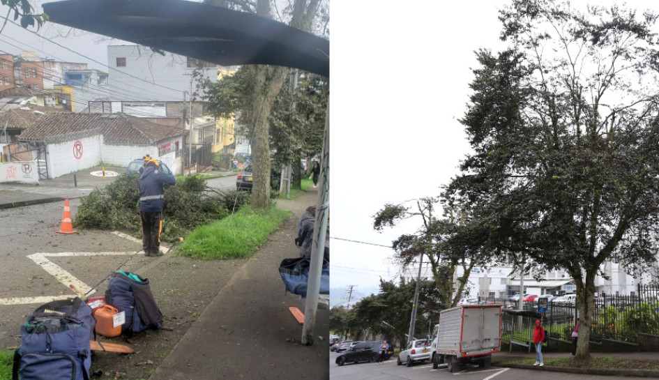 La poda de los árboles la realizó personal capacitado de Emas. Así está la zona, después de la visita de LA PATRIA. La poda de los árboles la realizó personal capacitado de Emas. Así está la zona, después de la visita de LA PATRIA.