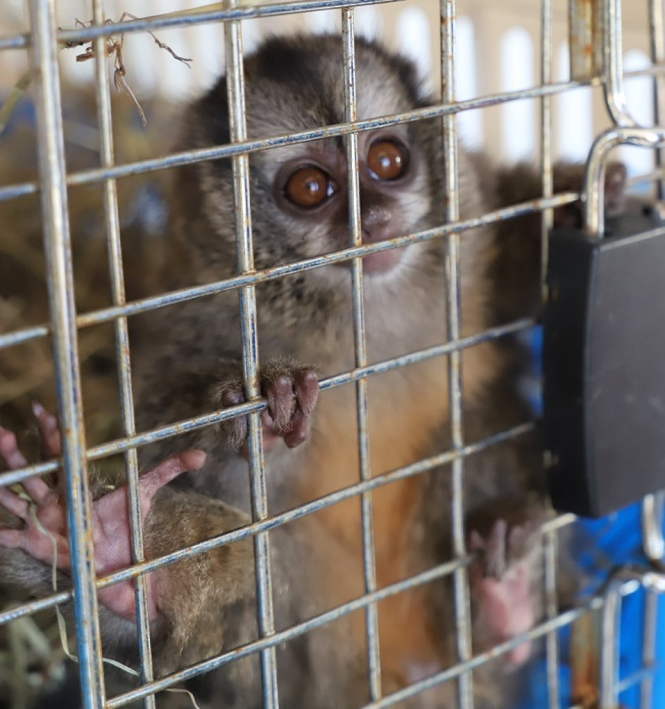 Esta especie permanece en riesgo de extinción por cuenta de la destrucción del hábitat y el tráfico como mascotas. Esta especie permanece en riesgo de extinción por cuenta de la destrucción del hábitat y el tráfico como mascotas.