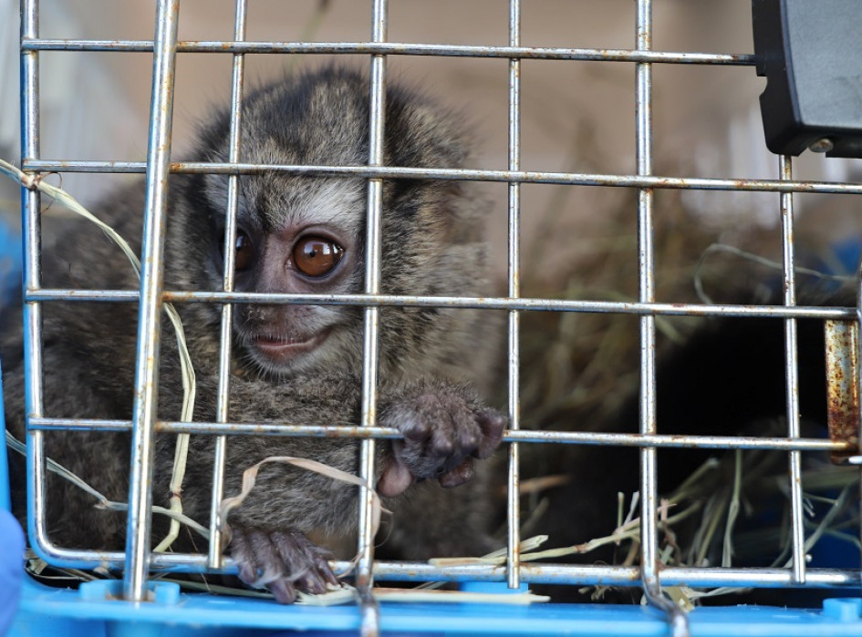 El mono nocturno quedó en manos de Corpocaldas para su valoración y recuperación. El mono nocturno quedó en manos de Corpocaldas para su valoración y recuperación.