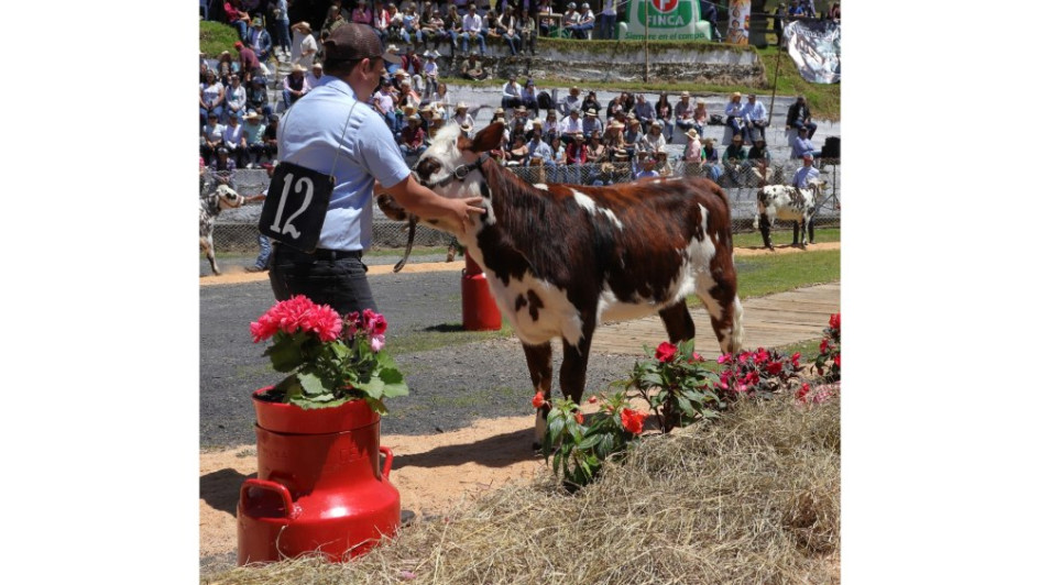 Las competencias en la exposició de ganado normando. Las competencias en la exposició de ganado normando.