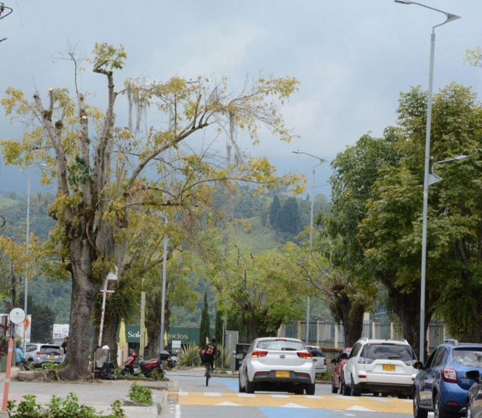 Estos son los árboles que según algunos residentes de Milán podan cada 15 días. Estos son los árboles que según algunos residentes de Milán podan cada 15 días.
