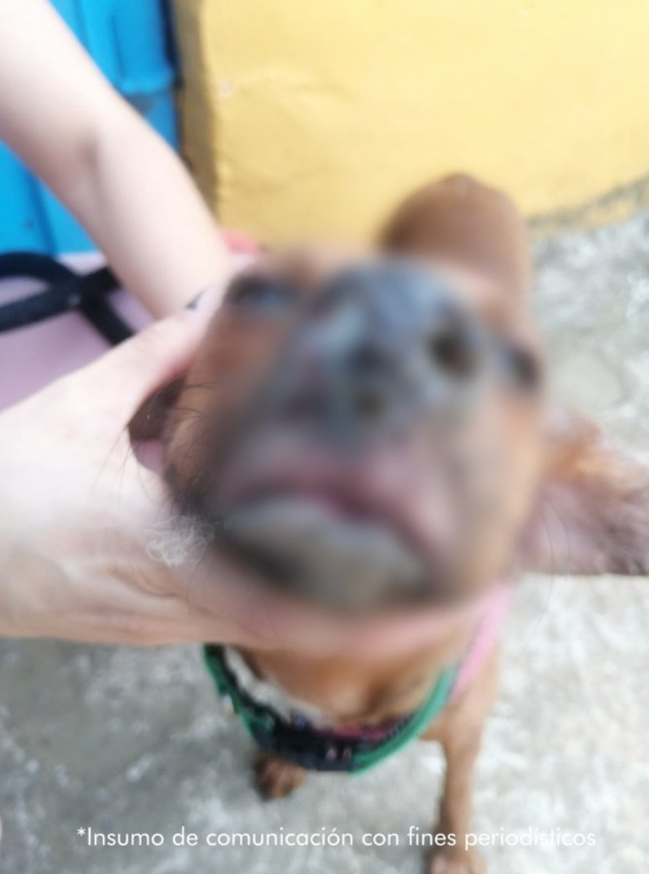 Dulce Dulce