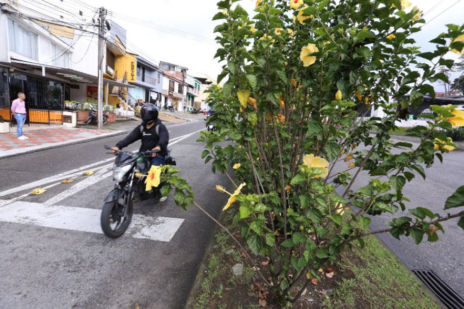 Evidencia de los testigos del siniestro vial en la Avenida Kevin Ángel. También se puede observar el largo de las plantas que habría ocasionado el incidente. Evidencia de los testigos del siniestro vial en la Avenida Kevin Ángel. También se puede observar el largo de las plantas que habría ocasionado el incidente.