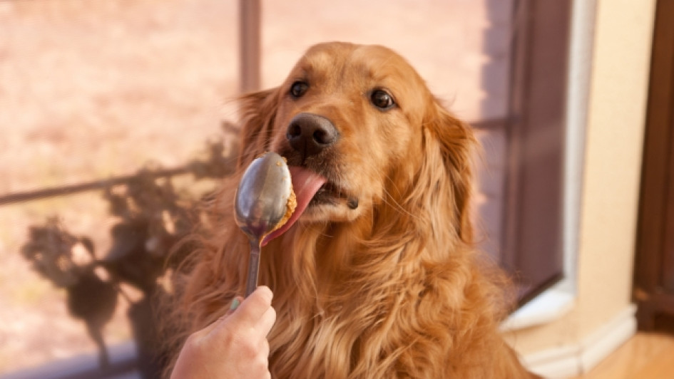 Los-perros-pueden-comer-mani Perro lamiendo una cuchara con mantequilla de mani
