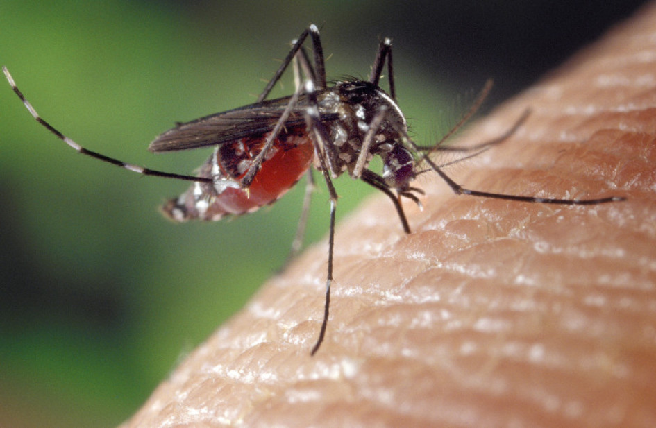 Chandipura Dengue