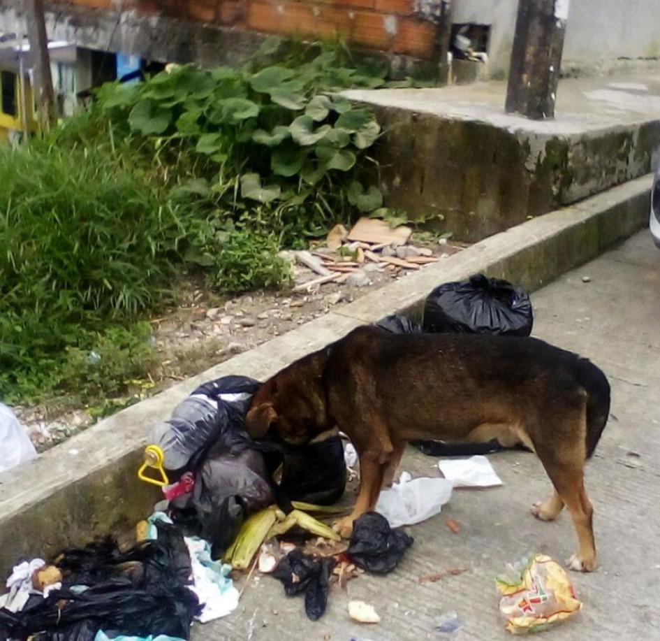La UPA funciona las 24 horas para animales callejeros en situaciones de urgencia y los pueden trasladar directamente al lugar, índica la Secretaría del Medio Ambiente. La UPA funciona las 24 horas para animales callejeros en situaciones de urgencia y los pueden trasladar directamente al lugar, índica la Secretaría del Medio Ambiente.