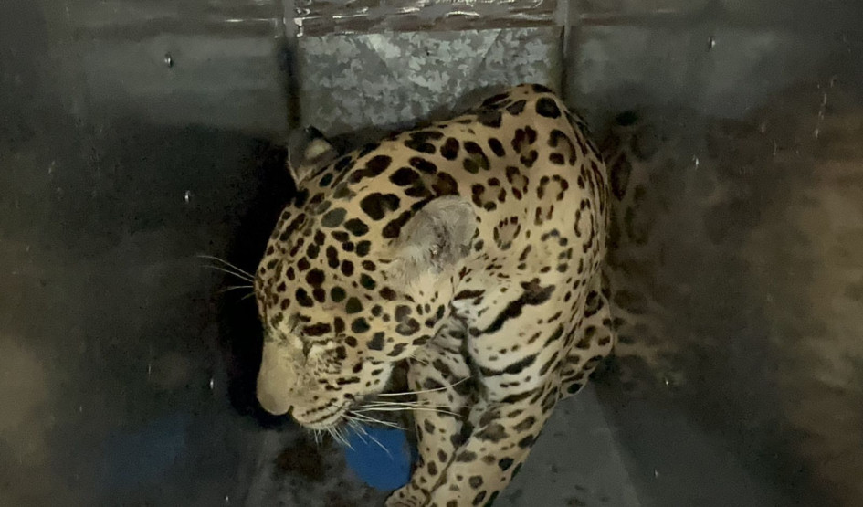 El jaguar de nueve años fue transportado desde Cúcuta, Norte de Santander, hasta Bogotá. El jaguar de nueve años fue transportado desde Cúcuta, Norte de Santander, hasta Bogotá.