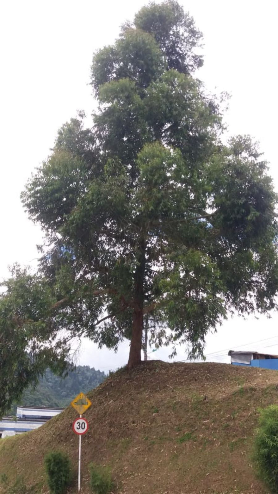 Este es el árbol que necesita poda urgente, según los residentes del sector. Este es el árbol que necesita poda urgente, según los residentes del sector.