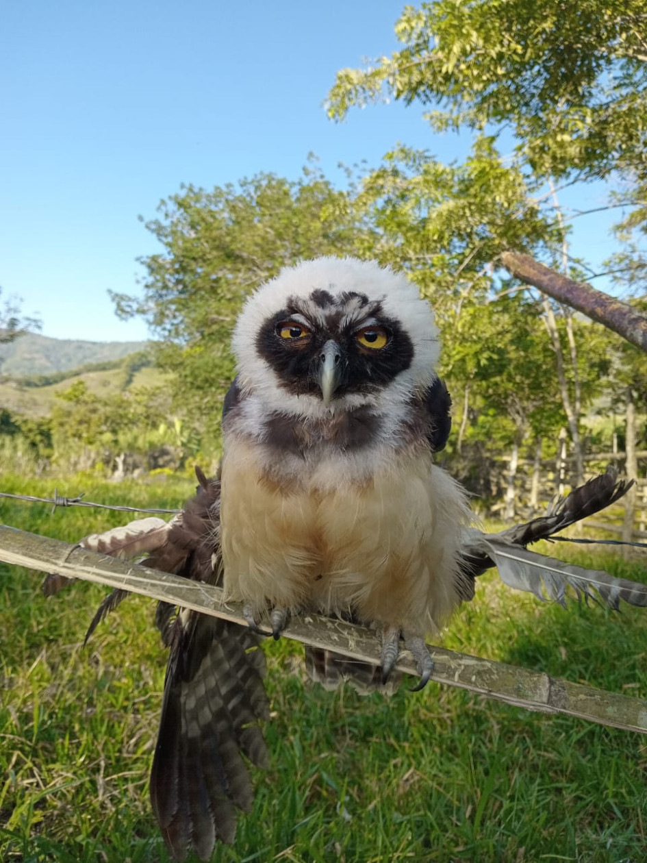 El búho sufrió una lesión en un ala y debieron trasladarlo a un centro de rehabilitación de fauna de Corpocaldas. El búho sufrió una lesión en un ala y debieron trasladarlo a un centro de rehabilitación de fauna de Corpocaldas.
