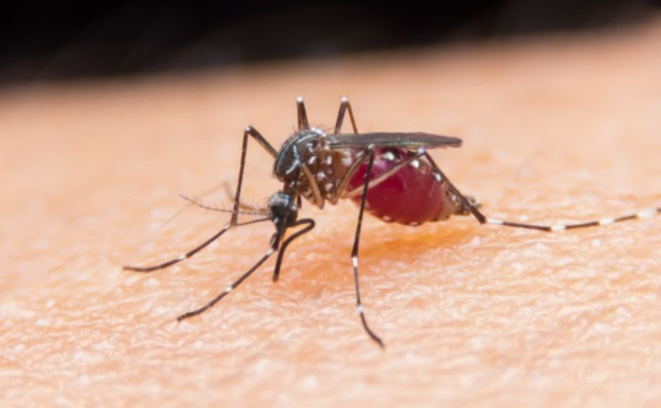 Hay más de 3.500 casos de dengue en Pereira. Hay más de 3.500 casos de dengue en Pereira.