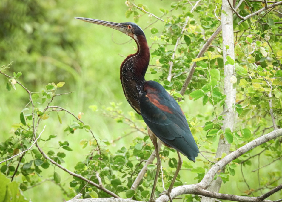 La garza agamí (Agamia agami) La garza agamí (Agamia agami) el 27 de junio en la charcha de Guarinocito en La Dorada (Caldas).