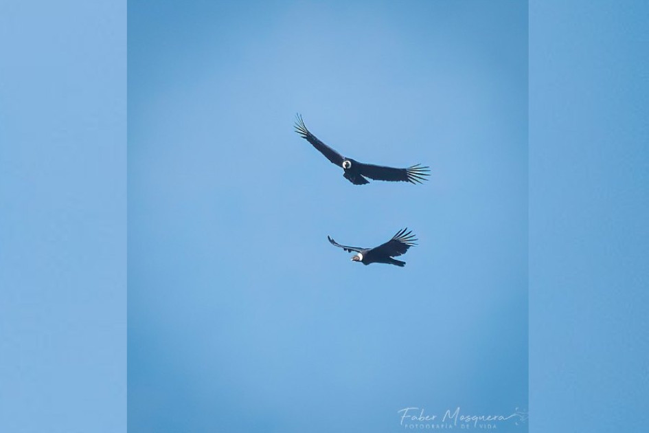 Pareja de cóndores sobrevolando en Villamaría (Caldas). Pareja de cóndores sobrevolando en Villamaría (Caldas).