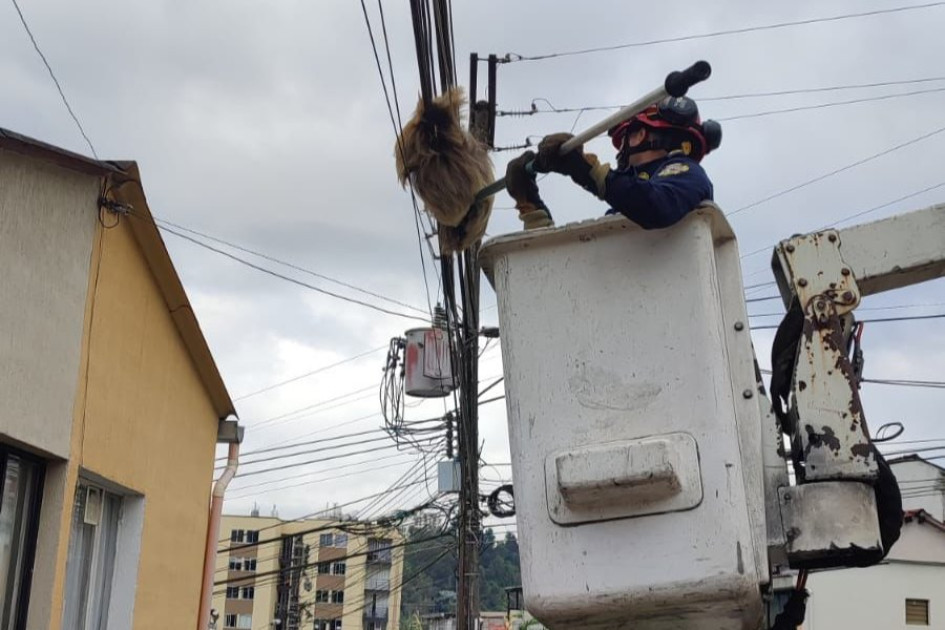 El proceso de rescate del oso perezoso de dos dedos este miércoles en Manizales. El proceso de rescate del oso perezoso de dos dedos este miércoles en Manizales.