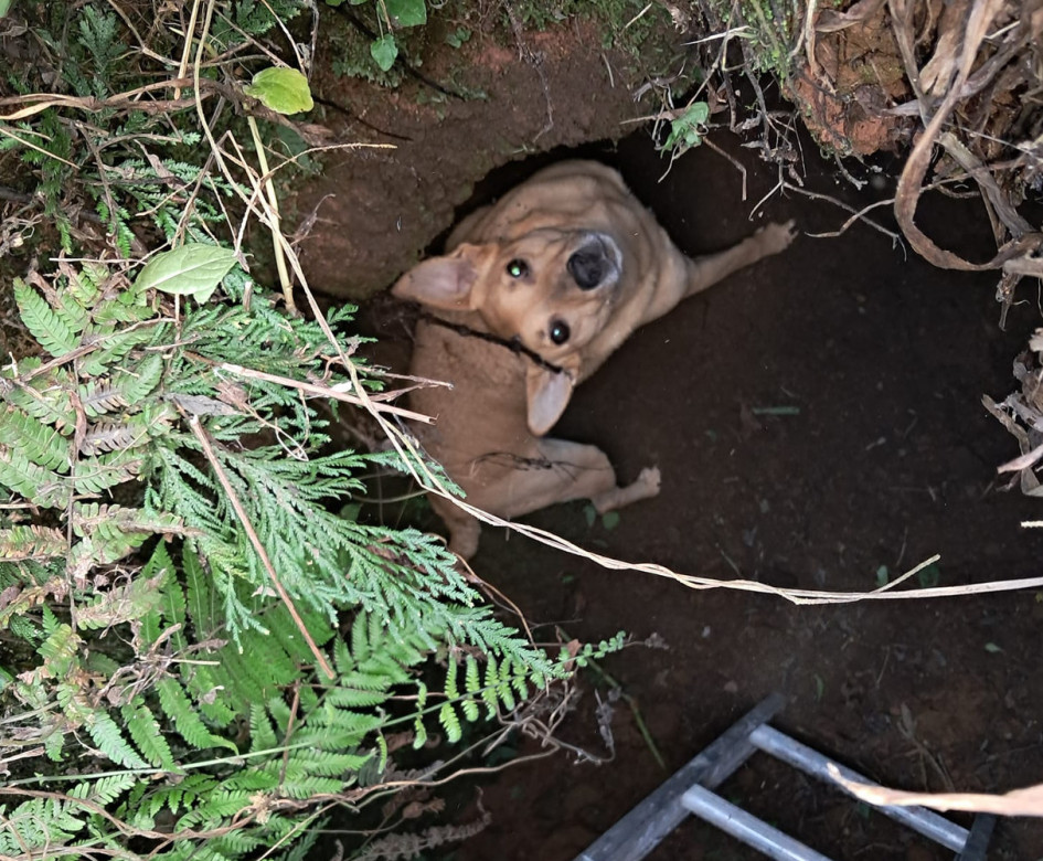 La mascota cayó en un hueco de dos metros. En el sitio ya han tenido que rescatar otras mascotas. La mascota cayó en un hueco de dos metros. En el sitio ya han tenido que rescatar otras mascotas.