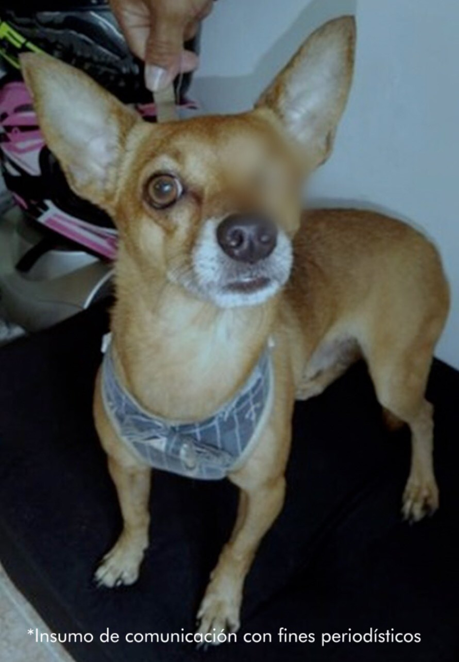 Dollar, perro herido en Ibagué. El responsable no aceptó cargos. Dollar