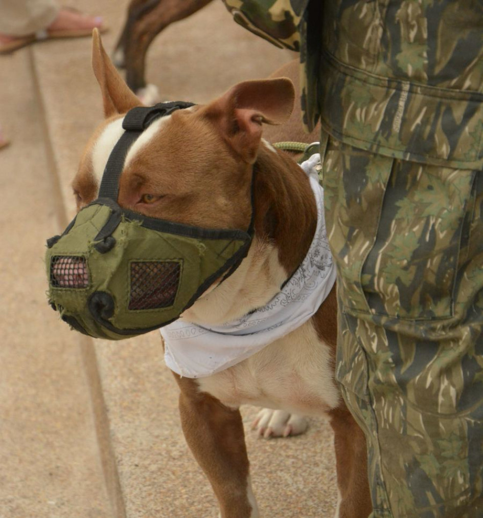 Policía mata perro en Manizales: sepa qué ocurrió Policía mata perro en Manizales: sepa qué ocurrió