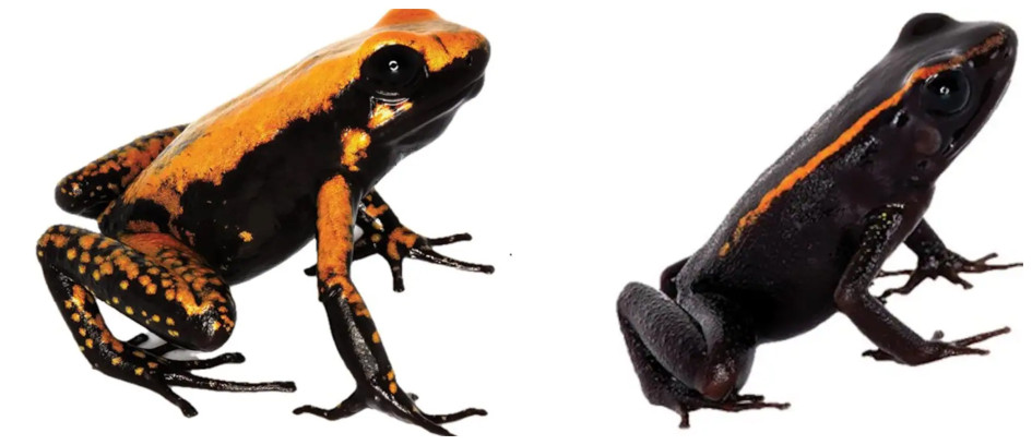La Phyllobates bezosi fue nombrada así en honor del generoso multimillonarios Jeff Bezos. La Phyllobates samperi lleva el apellido del científico colombiano Cristian Samper, presidente y director ejecutivo de la sociedad para la conservación de la vida silvestre para 65 países. La Phyllobates bezosi fue nombrada así en honor del generoso multimillonarios Jeff Bezos. La Phyllobates samperi lleva el apellido del científico colombiano Cristian Samper, presidente y director ejecutivo de la sociedad para la conservación de la vida silvestre para 65 países.