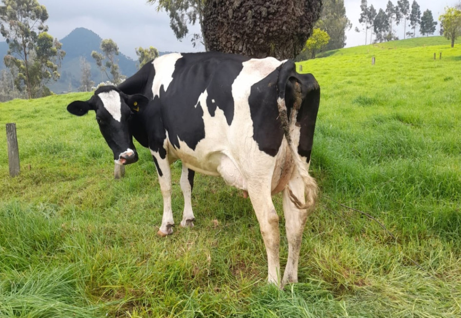El clúster lácteo tiene sus puertas abiertas y ejecuta una serie de acciones que redunden en un auge del sector a largo plazo. Este es el plan para el crecimiento de grandes, medianos y pequeños productores. El clúster lácteo tiene sus puertas abiertas y ejecuta una serie de acciones que redunden en un auge del sector a largo plazo. Este es el plan para el crecimiento de grandes, medianos y pequeños productores.
