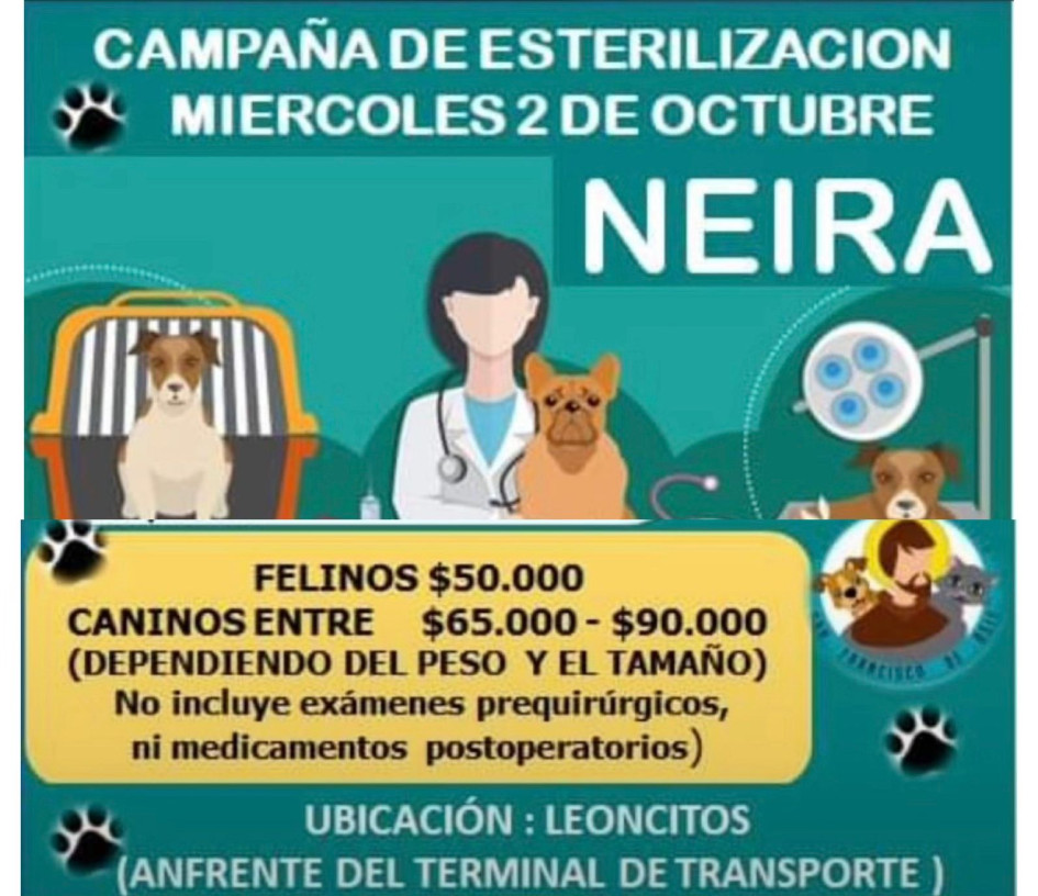La Fundación San Francisco de Asís realizará campaña de esterilización para perros y gatos en Neira. También visitan zonas rurales del municipio. La Fundación San Francisco de Asís realizará campaña de esterilización para perros y gatos en Neira. También visitan zonas rurales del municipio.