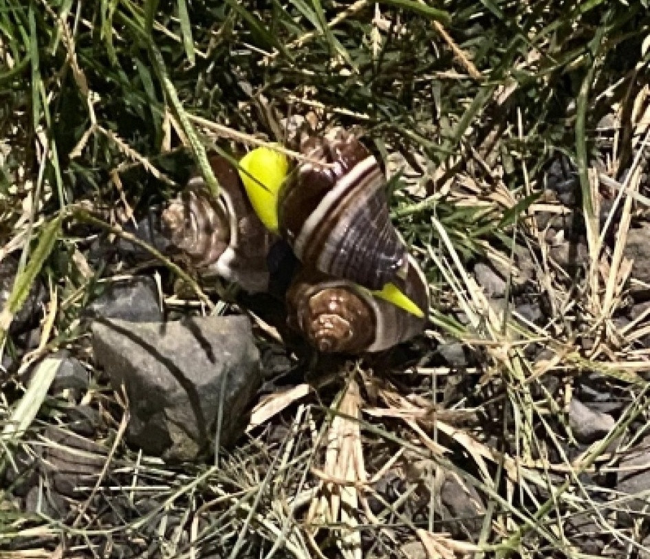 Identifican el caracol gigante africano en dos barrios de Anserma. Caracol africano en un sector de Anserma Caldas