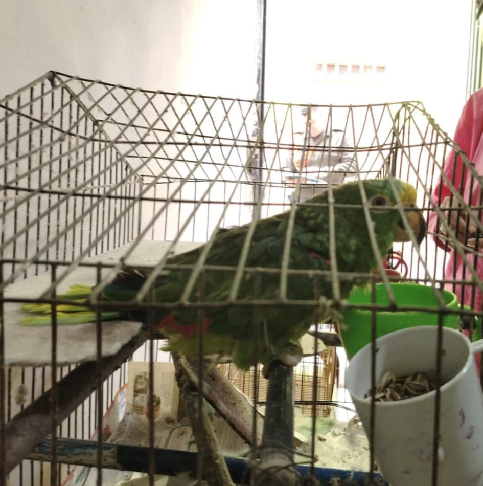 El loro permanecía en cautiverio y como mascota. Corpocaldas se encargará de su recuperación. El loro permanecía en cautiverio y como mascota. Corpocaldas se encargará de su recuperación.
