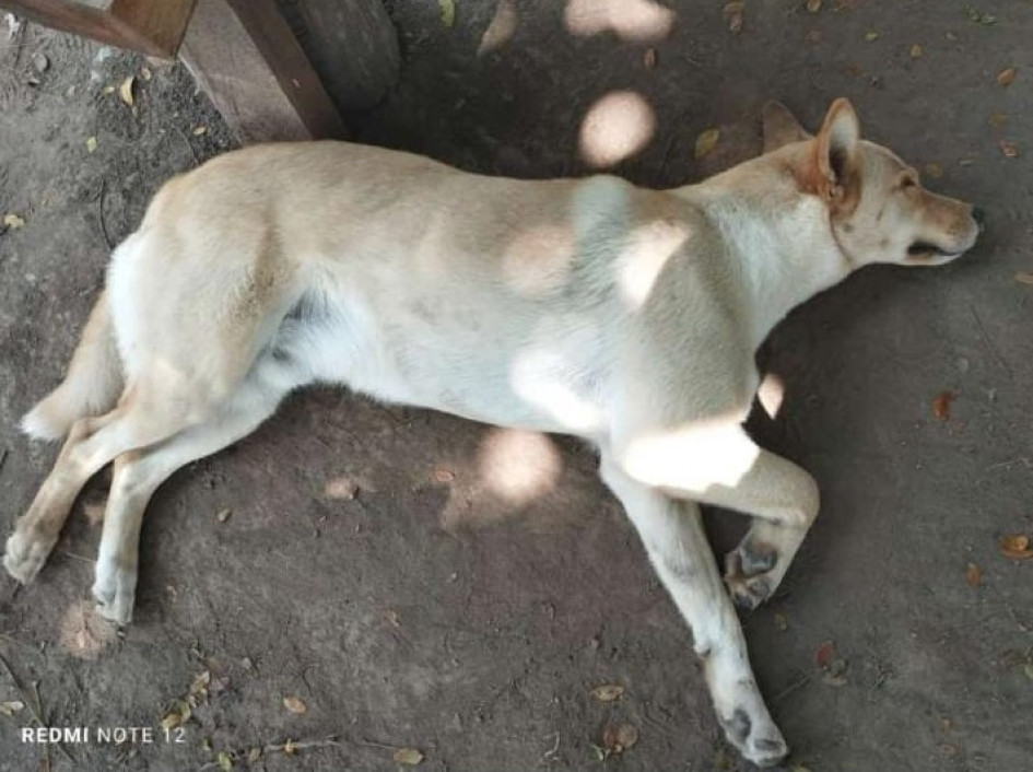 Recogen recursos para practicarles las cirugías a los perros maltratados en Manizales y Supía. Recogen recursos para practicarles las cirugías a los perros maltratados en Manizales y Supía.