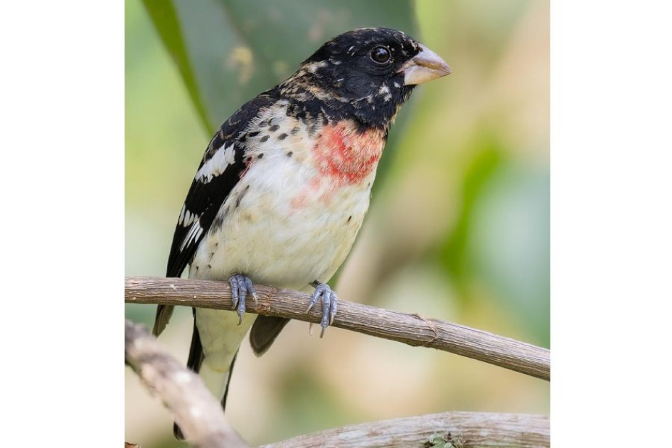 Picogordo degollado (Pheucticus ludovicianus). Picogordo degollado (Pheucticus ludovicianus).