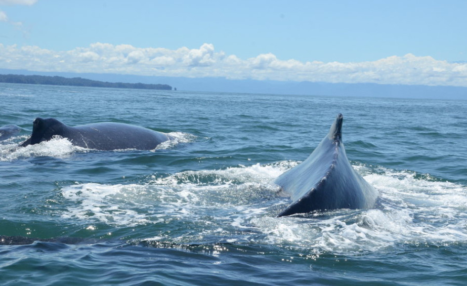 avistamiento de ballenas