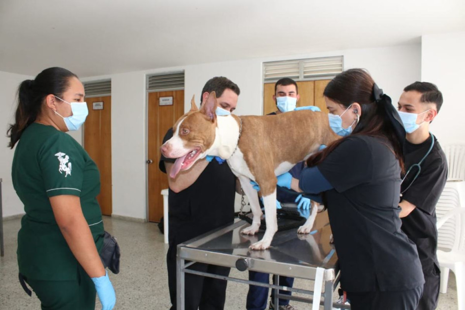 Se atendieron consultas de mascotas. Se atendieron consultas de mascotas.