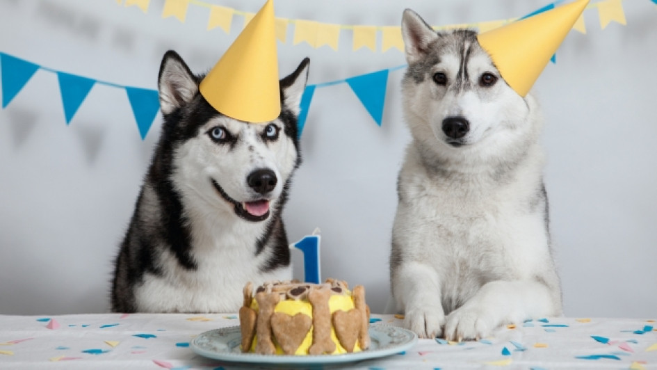 Cada-cuanto-cumple-anos-un-perro Perros celebrando su cumpleaños