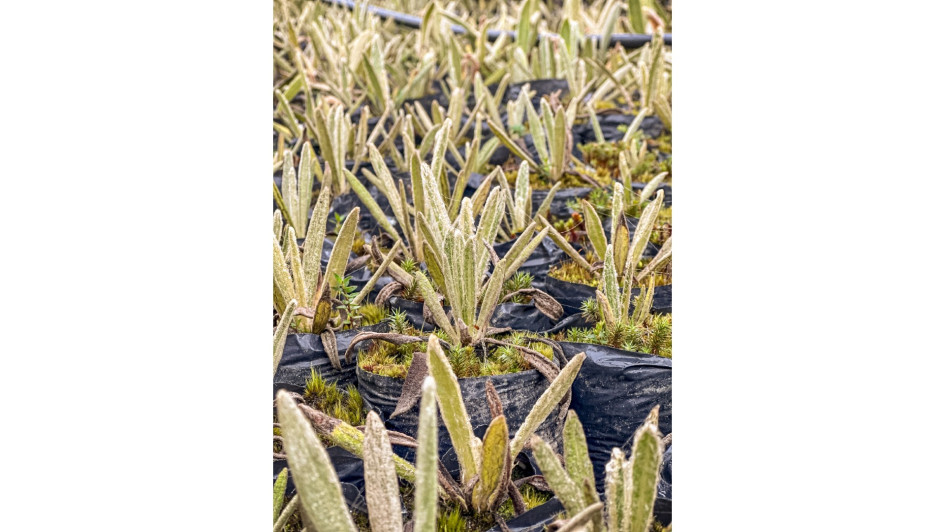 Gobernación de Caldas lidera cuidado del Páramo con la siembra de frailejones y especies nativas Gobernación de Caldas lidera cuidado del Páramo con la siembra de frailejones y especies nativas