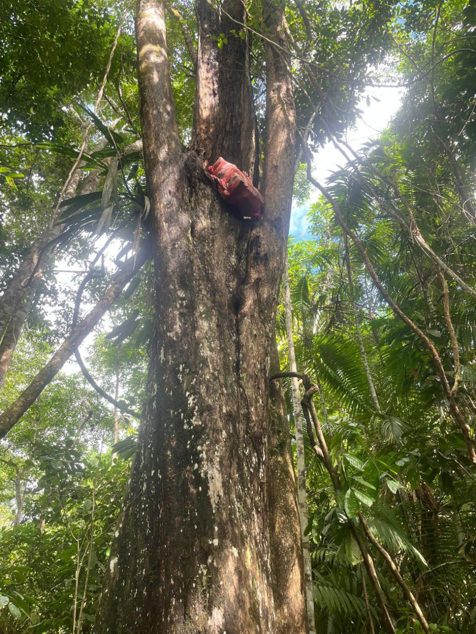 En este árbol estaba la droga. En este árbol estaba la droga