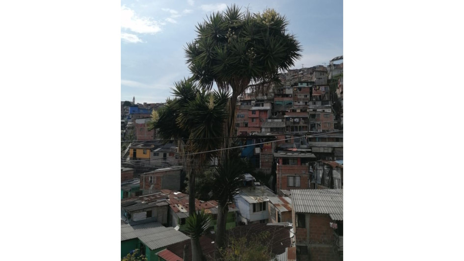 Este árbol de la especie palma de yuca tiene preocupados a los residentes en la calle 37 del barrio Arrayanes. Este árbol de la especie palma de yuca tiene preocupados a los residentes en la calle 37 del barrio Arrayanes.
