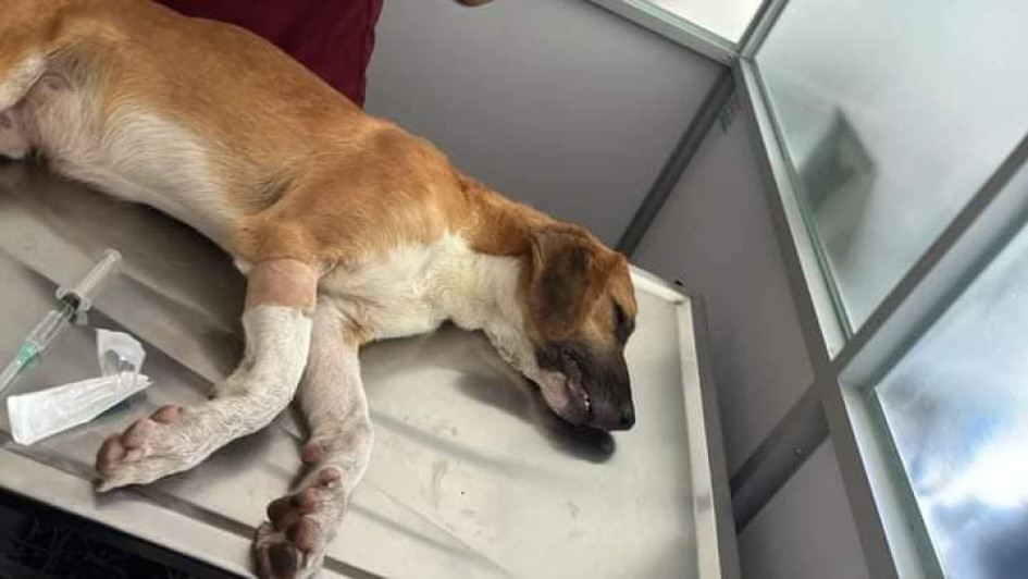 En menos de una semana, cinco animales han sido encontrados envenenados en Belén de Umbría (Risaralda). Según un concejal, un presunto responsable fue capturado hace poco, pero liberado una hora después. En menos de una semana, cinco animales han sido encontrados envenenados en Belén de Umbría (Risaralda). Según un concejal, un presunto responsable fue capturado hace poco, pero liberado una hora después.