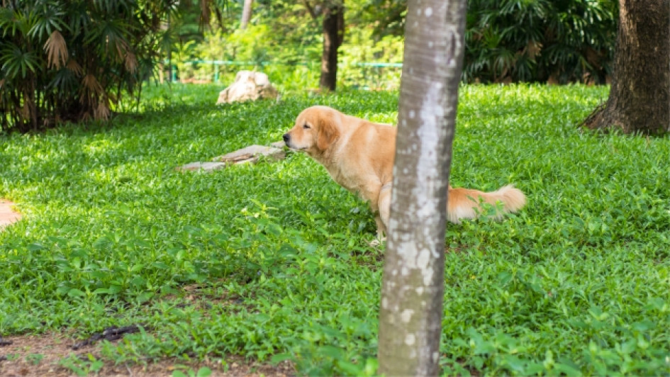 Que-darle-a-un-perro-con-diarrea Perro haciendo popó