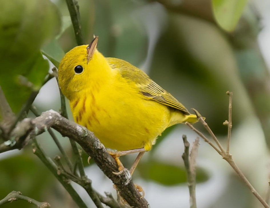 reinita dorada (Setophaga petechia) Reinita dorada (Setophaga petechia)