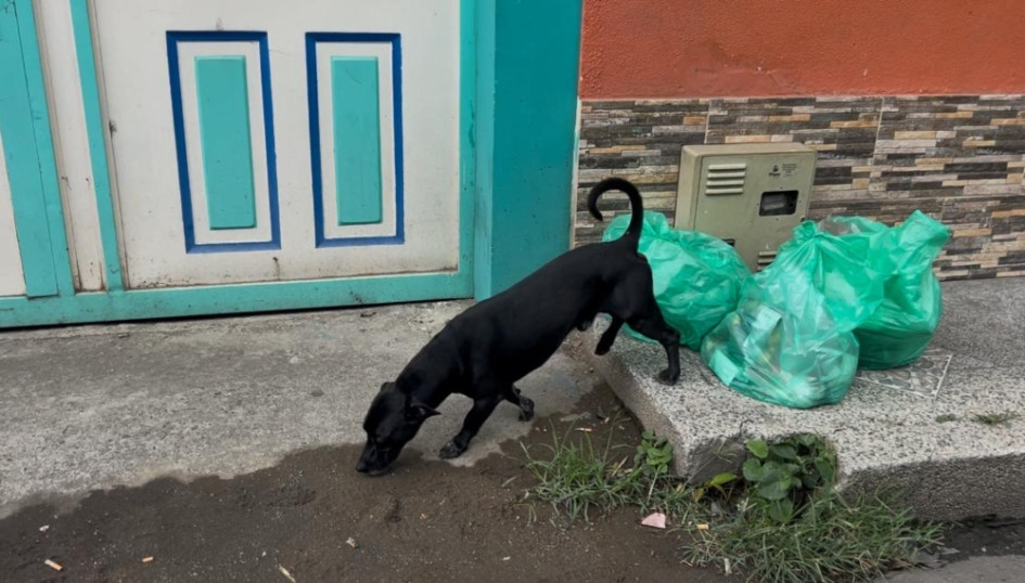 Van 26 perros y gatos envenenados en Belén de Umbría Van 26 perros y gatos envenenados en Belén de Umbría