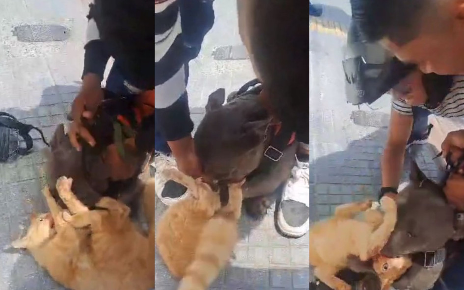 Momento en el que el dueño del perro pitbull intenta que suelte al gato en el centro de Chinchiná. Momento en el que el dueño del perro pitbull intenta que suelte al gato en el centro de Chinchiná.