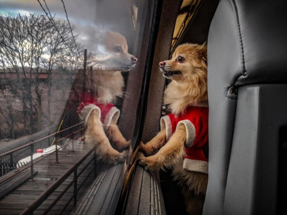 Foto| Freepik | LA PATRIA "Las personas que transporten mascotas son responsables de su cuidado y del contenedor que usen para llevarlo, bajo las normas de higiene y comodidad para los demás pasajeros", explica la Secretaría de Tránsito, Movilidad y Seguridad Vial de Neira. Foto| Freepik | LA PATRIA "Las personas que transporten mascotas son responsables de su cuidado y del contenedor que usen para llevarlo, bajo las normas de higiene y comodidad para los demás pasajeros", explica la Secretaría de Tránsito, Movilidad y Seguridad Vial de Neira.