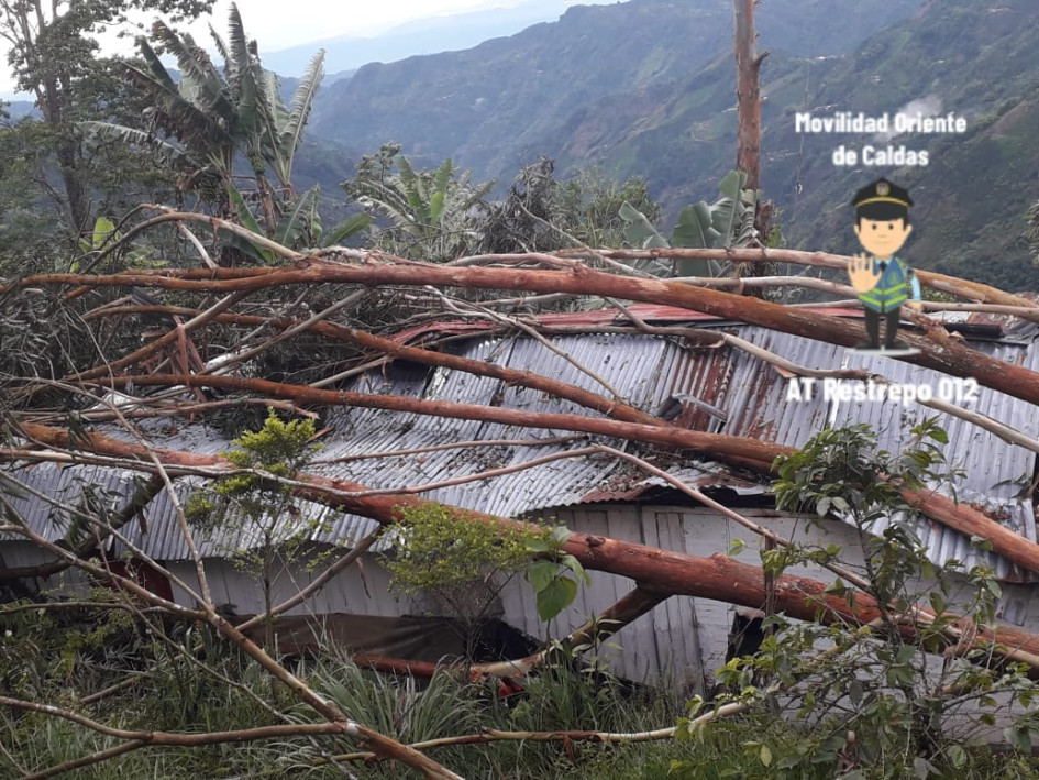 El árbol que cayó sobre vivienda en la vereda Corta de Pensilvania, al oriente de Caldas. El árbol que cayó sobre vivienda en la vereda Corta de Pensilvania, al oriente de Caldas.