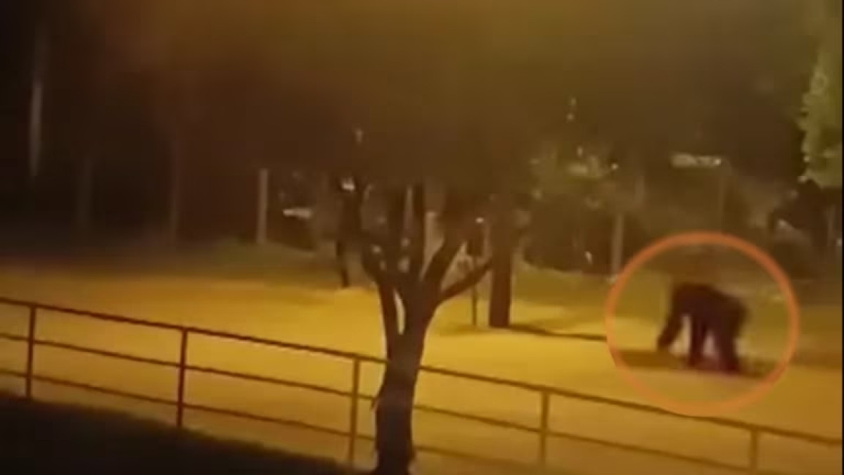 Sacrificaron dos chimpancés que se escaparon del bioparque Ukumarí en Pereira 