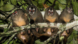 Monos nocturnos rondan por Ecoparque Los Yarumos: semillero de la U. de Caldas los observó