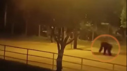 Sacrificaron dos chimpancés que se escaparon del bioparque Ukumarí en Pereira 