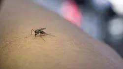 OMS dice que dengue en América puede aumentar en segundo semestre