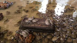 Devuelven a su hábitat 1.200 tortugas en el Vichada