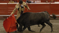 Toros y Ciudad, primer pase para los novilleros en Manizales
