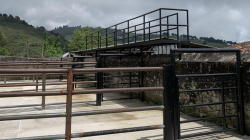 Aguadas volverá a producir carne: se cocina reapertura de la Central de Sacrificio