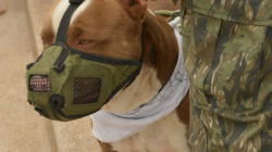 Cuidado animal: jornada de adopción y registro de mascotas en el Parque Caldas (Manizales)